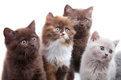 Four wide-eyed kittens
