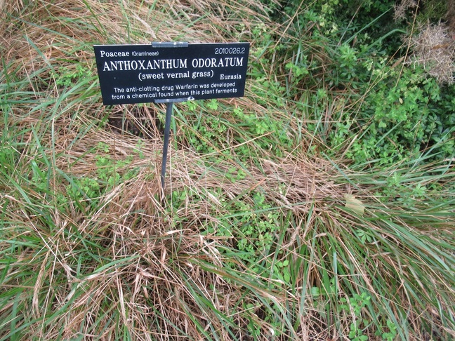 Grass from which warfarin was developed at Oxford Botanic Garden (click to enlarge) Pic (c) SA Mathieson