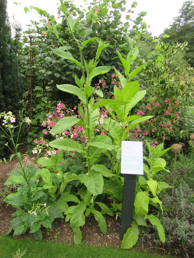 Tobacco at Oxford Botanic Garden (click to enlarge) Pic (c) SA Mathieson